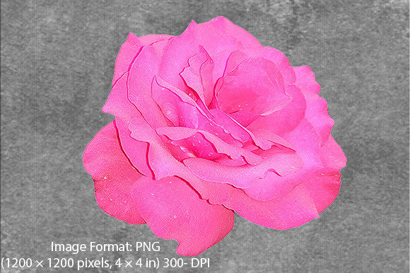 Download Beautiful Rose Flower PNG Image-1 - Premium Resources